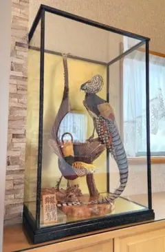 2026年最新】錦鶏鳥剥製の人気アイテム - メルカリ