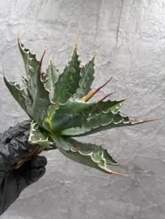 2026年最新】アガベイラン株の人気アイテム - メルカリ