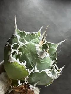 2026年最新】アガベ 白鯨 ボールの人気アイテム - メルカリ