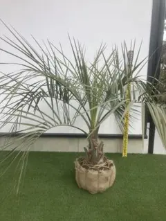 2026年最新】ココスヤシ シルバーリーフの人気アイテム - メルカリ