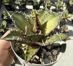 2026年最新】レッドキャットウィーズルの人気アイテム - メルカリ