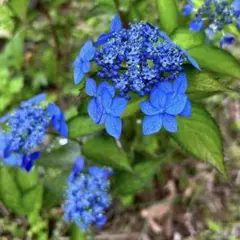 2026年最新】紫陽花苗の人気アイテム - メルカリ