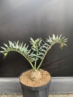 2026年最新】エンセファラルトスの人気アイテム - メルカリ