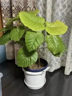 2026年最新】ウンベラータ 斑入りの人気アイテム - メルカリ