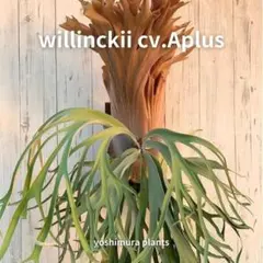 2026年最新】コロナリウムの人気アイテム - メルカリ