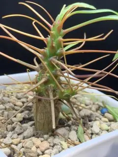 2026年最新】プルプシーの人気アイテム - メルカリ