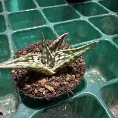 2026年最新】アロエ ハイブリットの人気アイテム - メルカリ