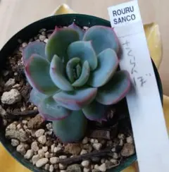 2026年最新】ロウルサンコ 多肉の人気アイテム - メルカリ