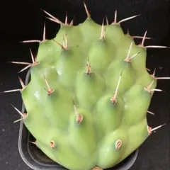 2026年最新】オプンチア スルフレアの人気アイテム - メルカリ