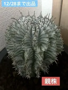 2026年最新】ユーフ ホリダの人気アイテム - メルカリ