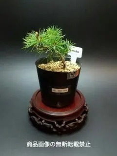 2026年最新】五葉松の人気アイテム - メルカリ