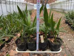 2026年最新】カナリーヤシの人気アイテム - メルカリ