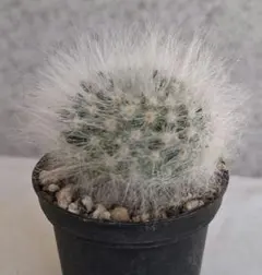 2026年最新】サボテン薫晃殿の人気アイテム - メルカリ