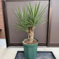 2026年最新】ユッカ アロイフォリアの人気アイテム - メルカリ