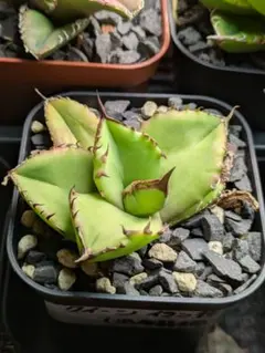 2026年最新】アガベ イラン株の人気アイテム - メルカリ