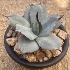 2026年最新】姫吉祥天の人気アイテム - メルカリ