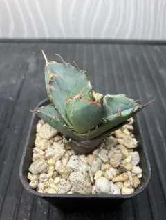 2026年最新】アガベ イランの人気アイテム - メルカリ