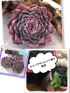 2026年最新】エリークイーンの人気アイテム - メルカリ