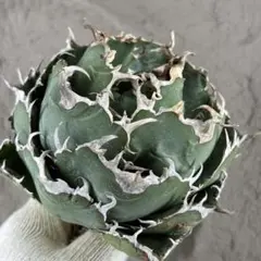 2026年最新】スーパーチタノタの人気アイテム - メルカリ