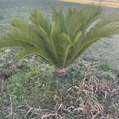 2026年最新】ソテツ 引き取りの人気アイテム - メルカリ