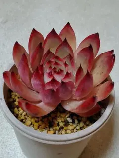 2026年最新】リンゼアナ 中里の人気アイテム - メルカリ