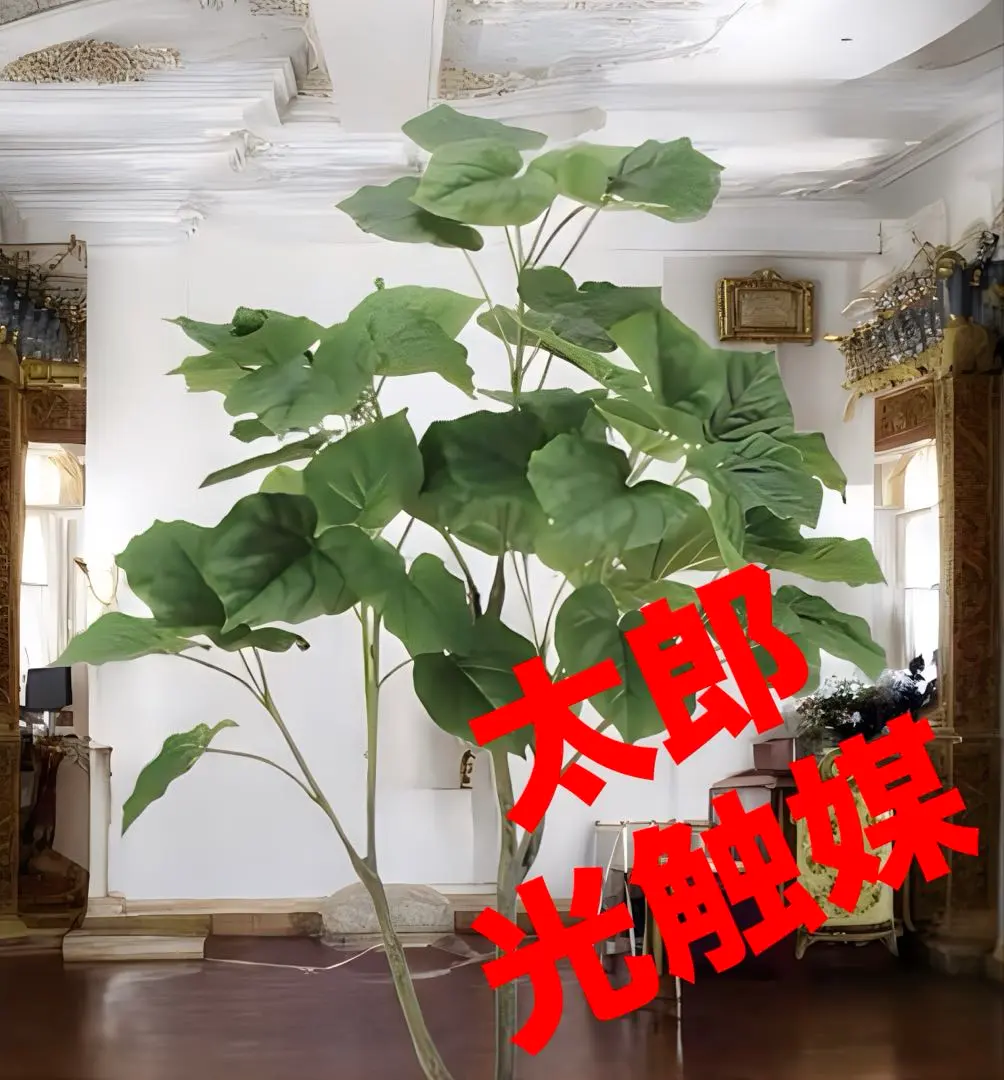 2026年最新】ウンベラータ 斑入りの人気アイテム - メルカリ