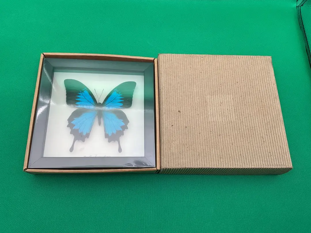 2026年最新】オオルリアゲハ 標本の人気アイテム - メルカリ