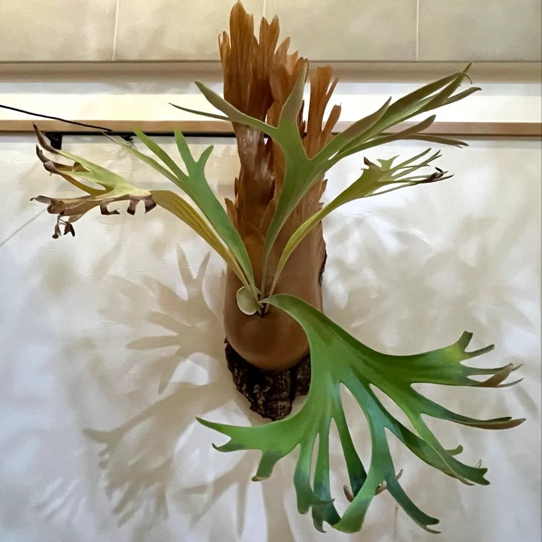 2026年最新】ss foongの人気アイテム - メルカリ