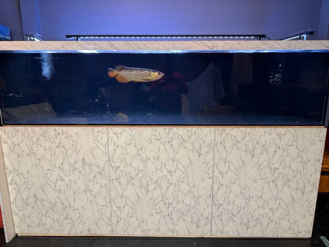 2026年最新】カンテツ 水槽の人気アイテム - メルカリ