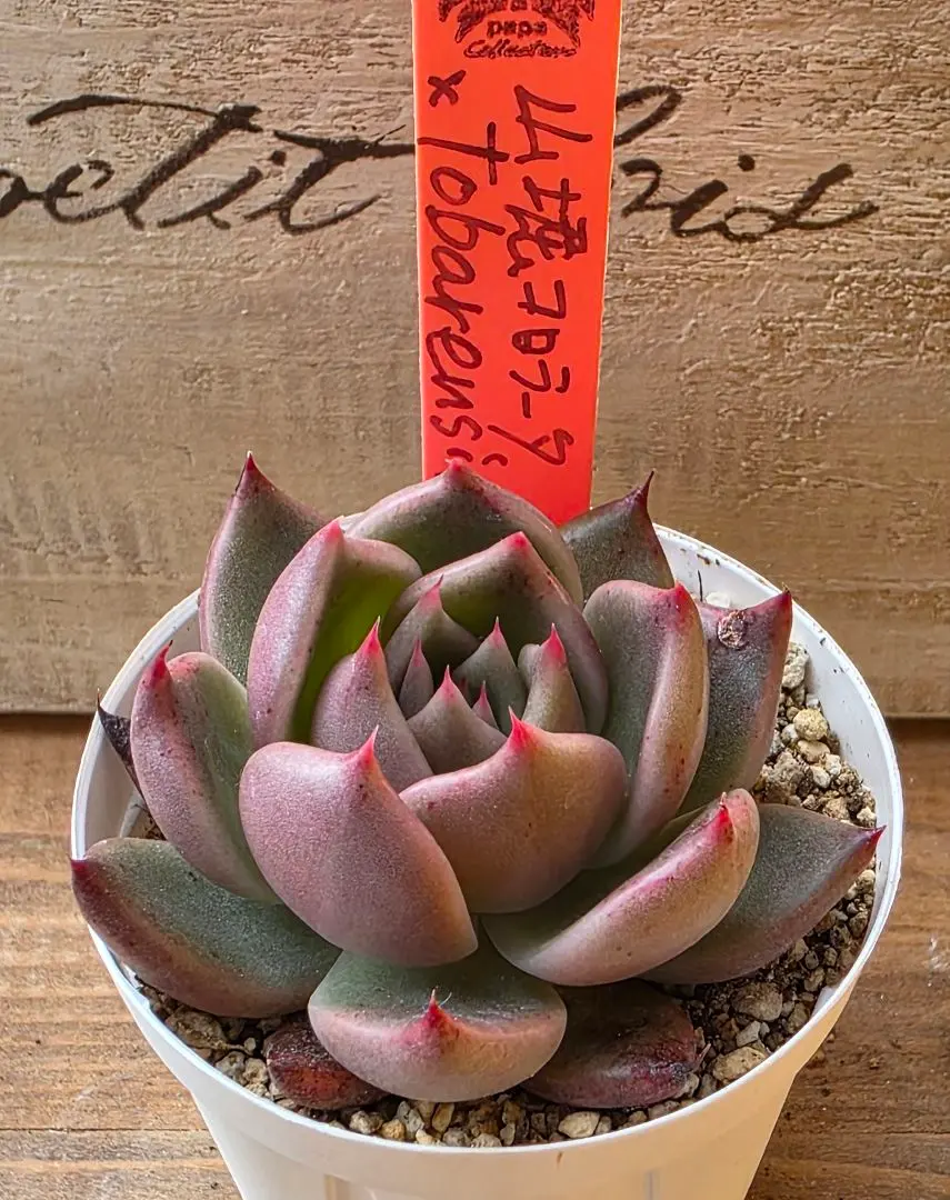 2026年最新】ルイパパさん苗の人気アイテム - メルカリ