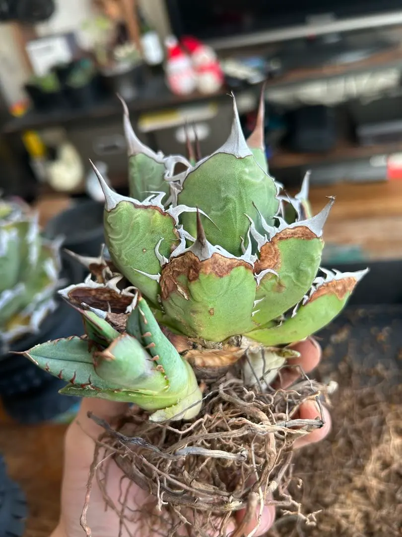 2026年最新】オアハカオテロイの人気アイテム - メルカリ