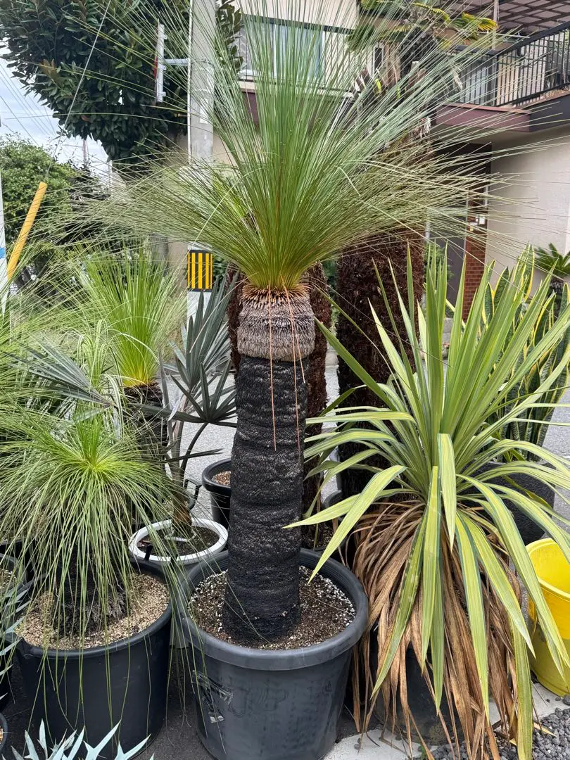 2026年最新】クサントロエア ジョンソニーの人気アイテム - メルカリ