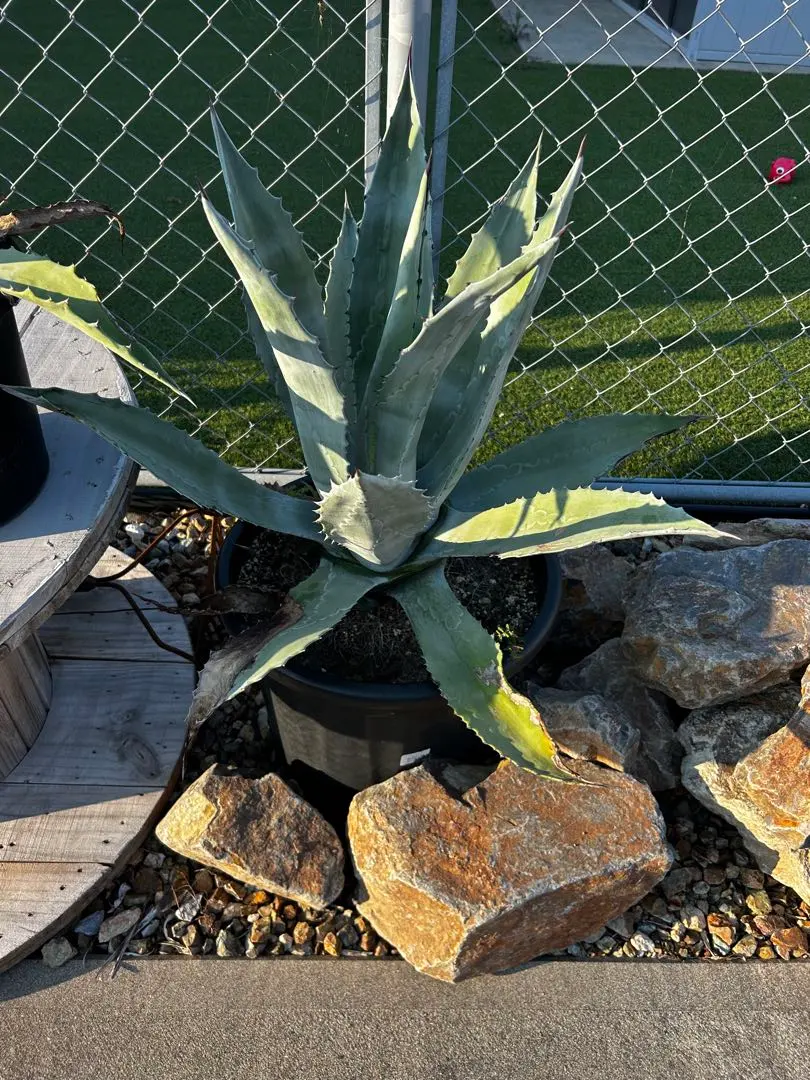 2026年最新】アガベ アメリカーナ 黄の人気アイテム - メルカリ