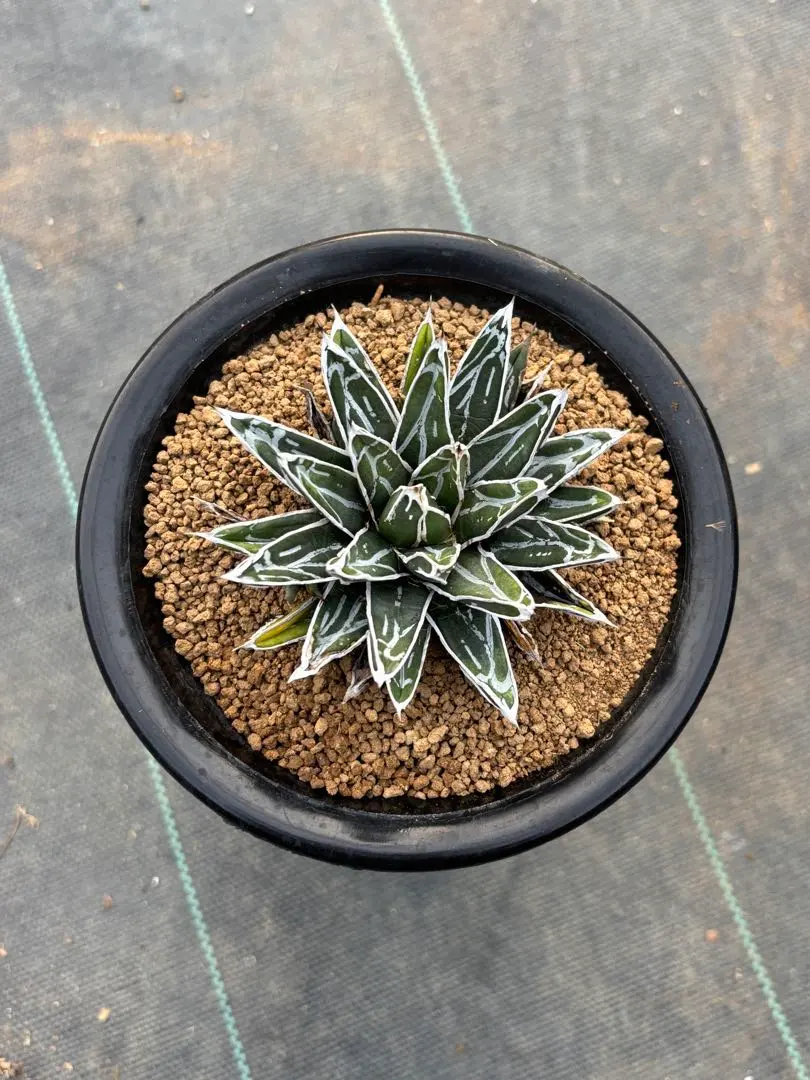 2026年最新】アガベ笹の雪虎斑の人気アイテム - メルカリ