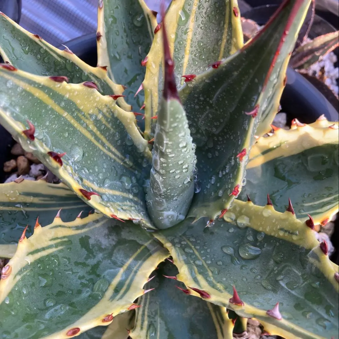 2026年最新】アガベ モンタナ ティファニーの人気アイテム - メルカリ