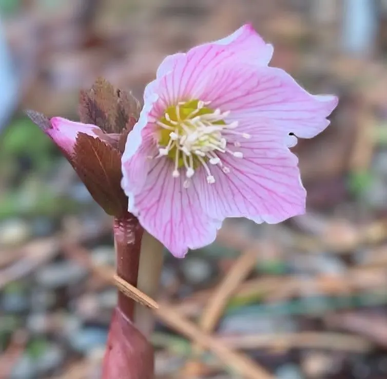 2026年最新】チベタヌス クリスマスローズの人気アイテム - メルカリ