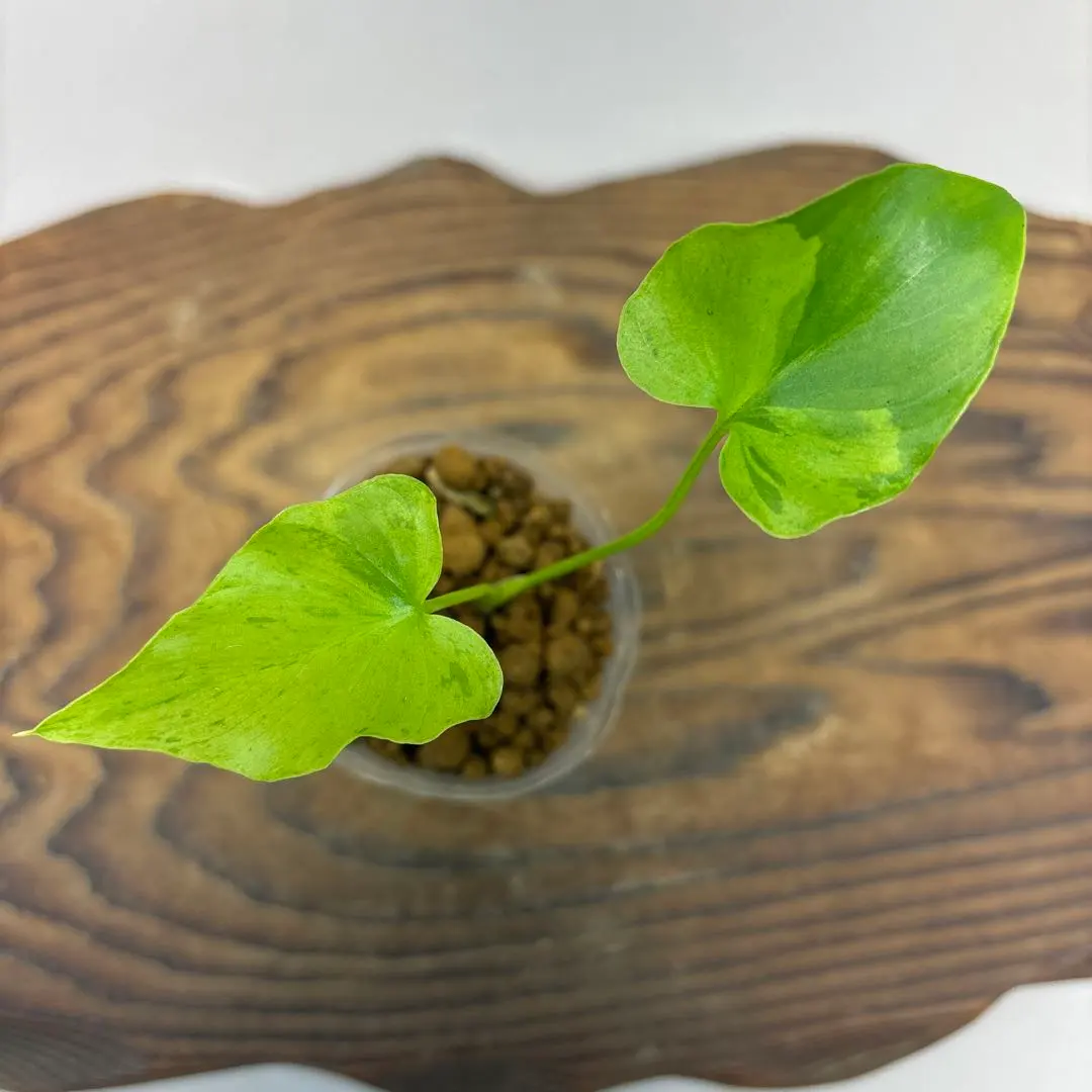 2026年最新】斑入りセロームの人気アイテム - メルカリ