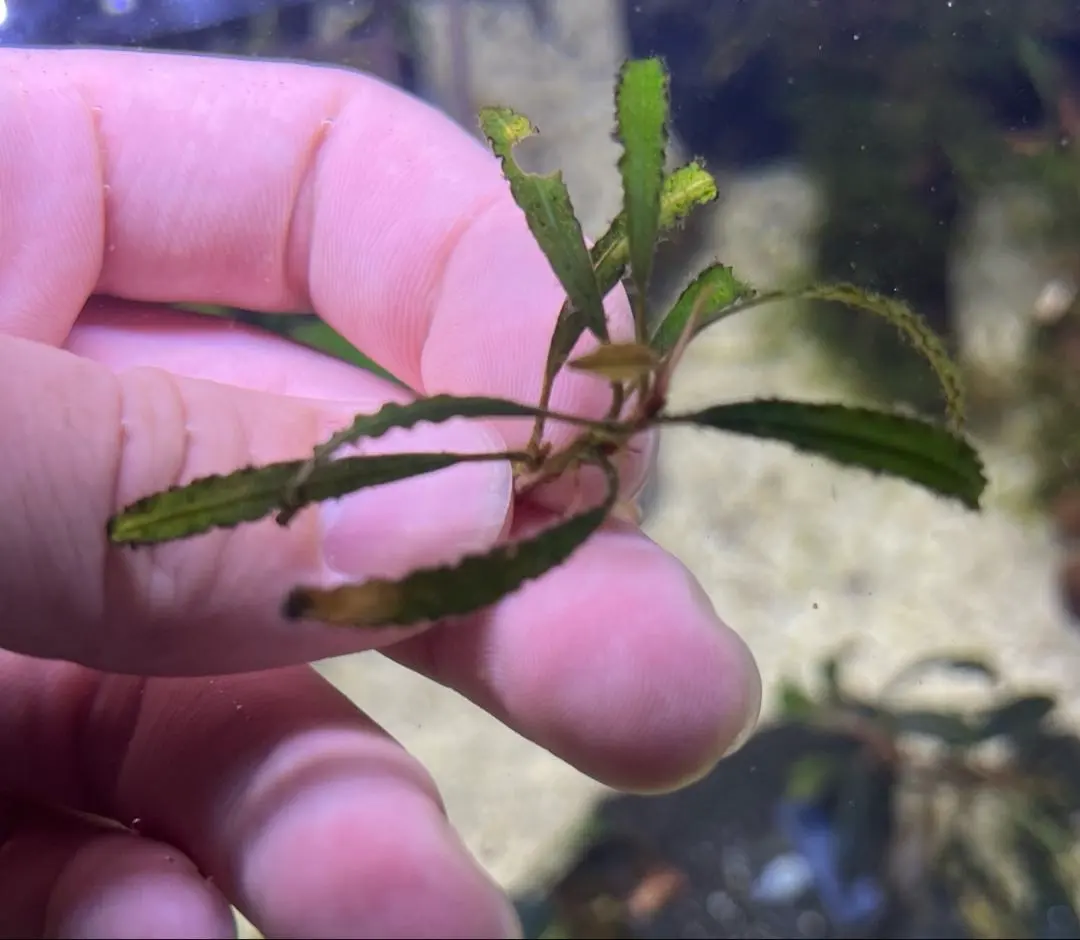 2026年最新】ブセファランドラ キャサリンの人気アイテム - メルカリ