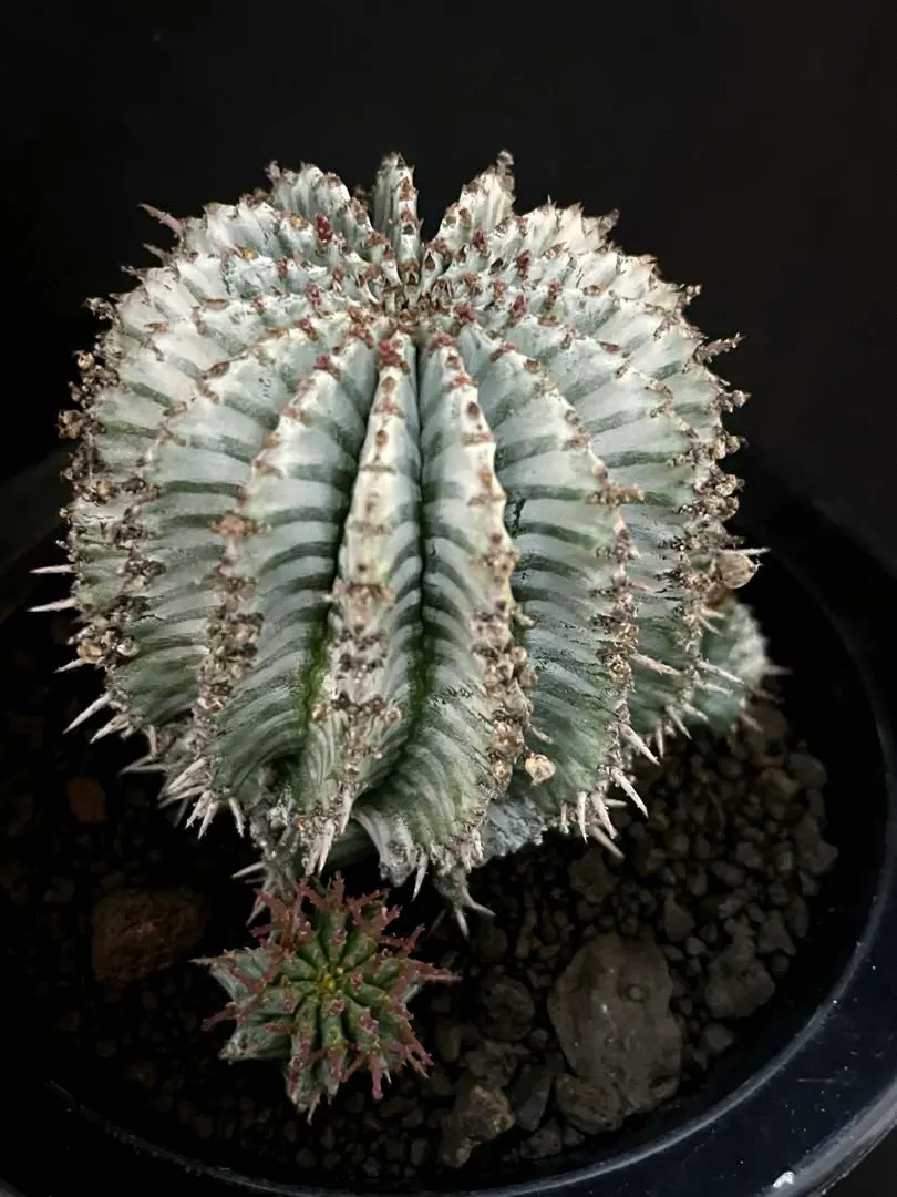 2026年最新】ユーフ ホリダの人気アイテム - メルカリ