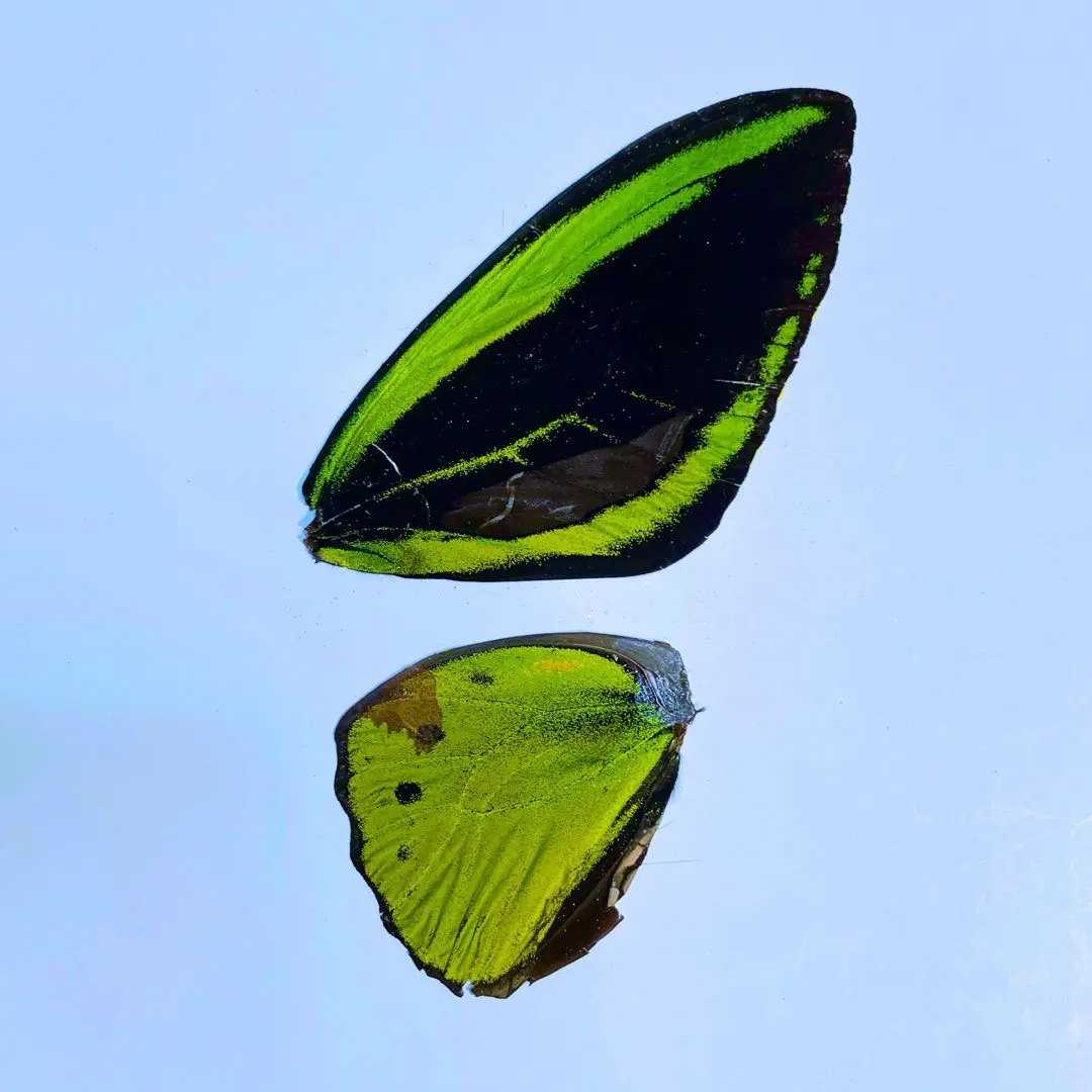 2026年最新】トリバネアゲハ 標本の人気アイテム - メルカリ