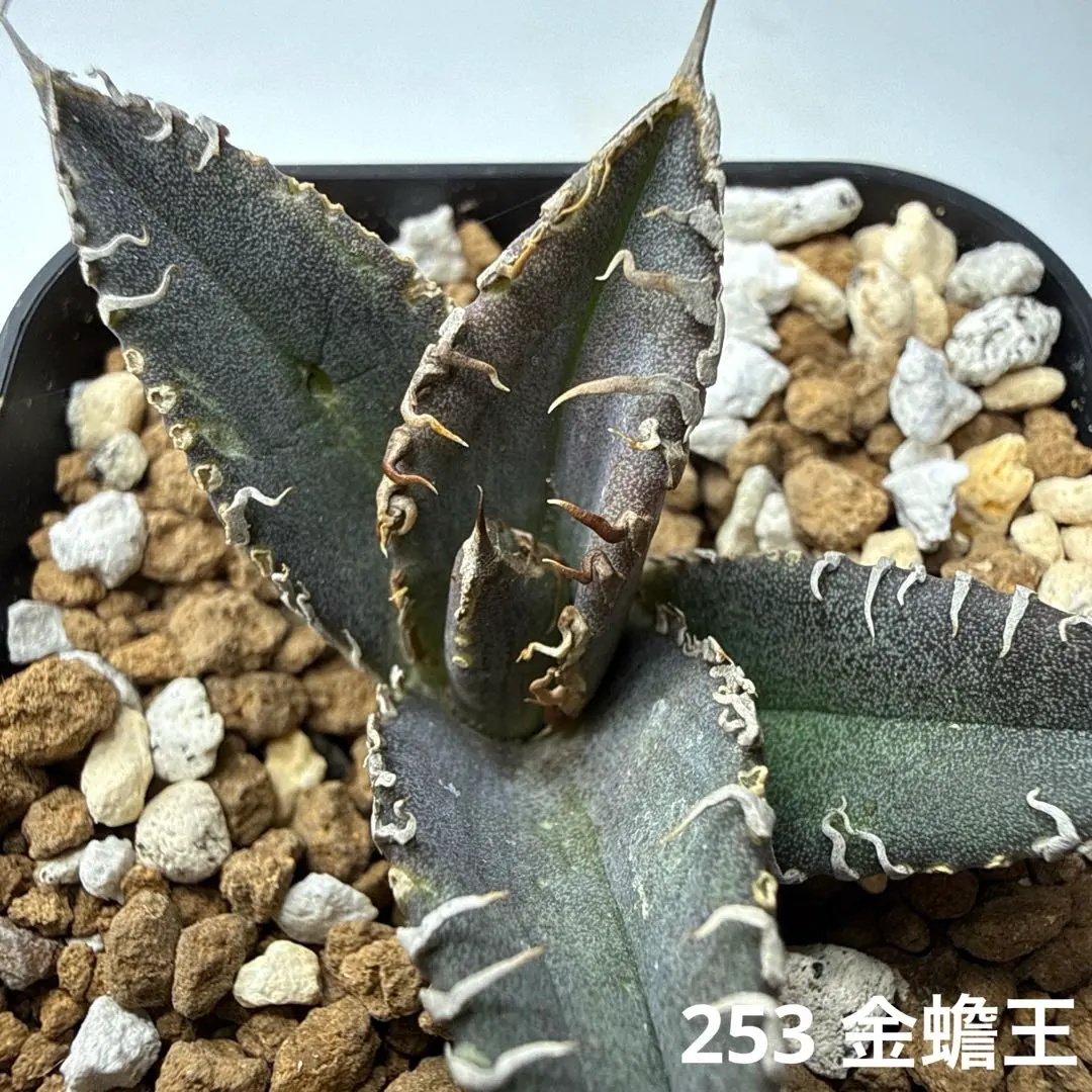 2026年最新】アガベチタノタ金蟾王の人気アイテム - メルカリ