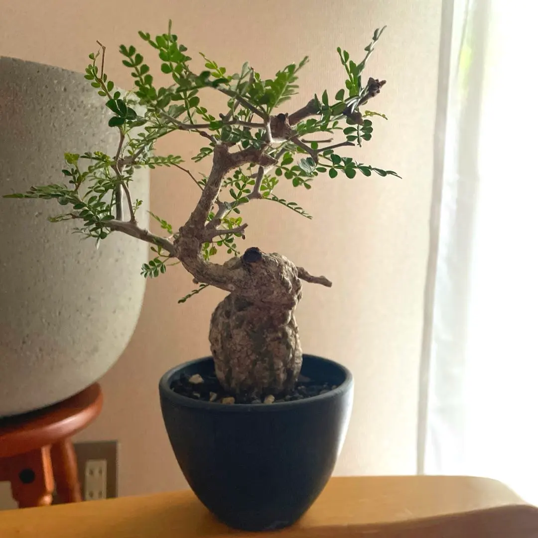 2026年最新】オペルクリカリアパキプス 現地球の人気アイテム - メルカリ