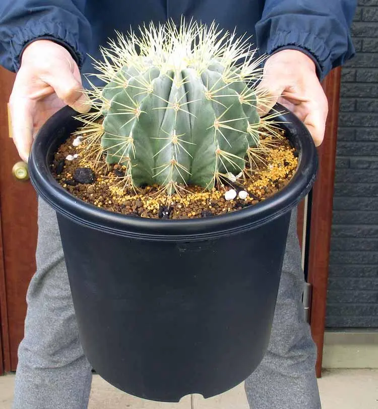 2026年最新】フェロカクタス 王冠竜の人気アイテム - メルカリ