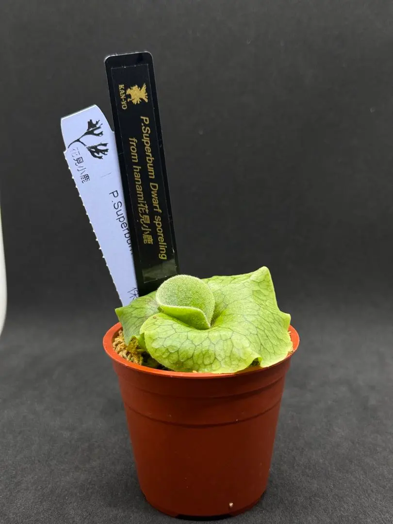 2026年最新】スパーバム ドワーフの人気アイテム - メルカリ