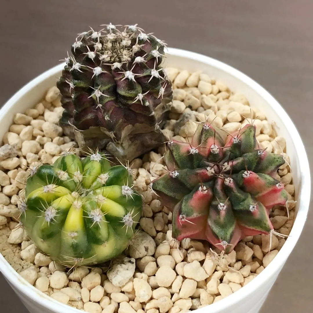 2026年最新】lb2178の人気アイテム - メルカリ