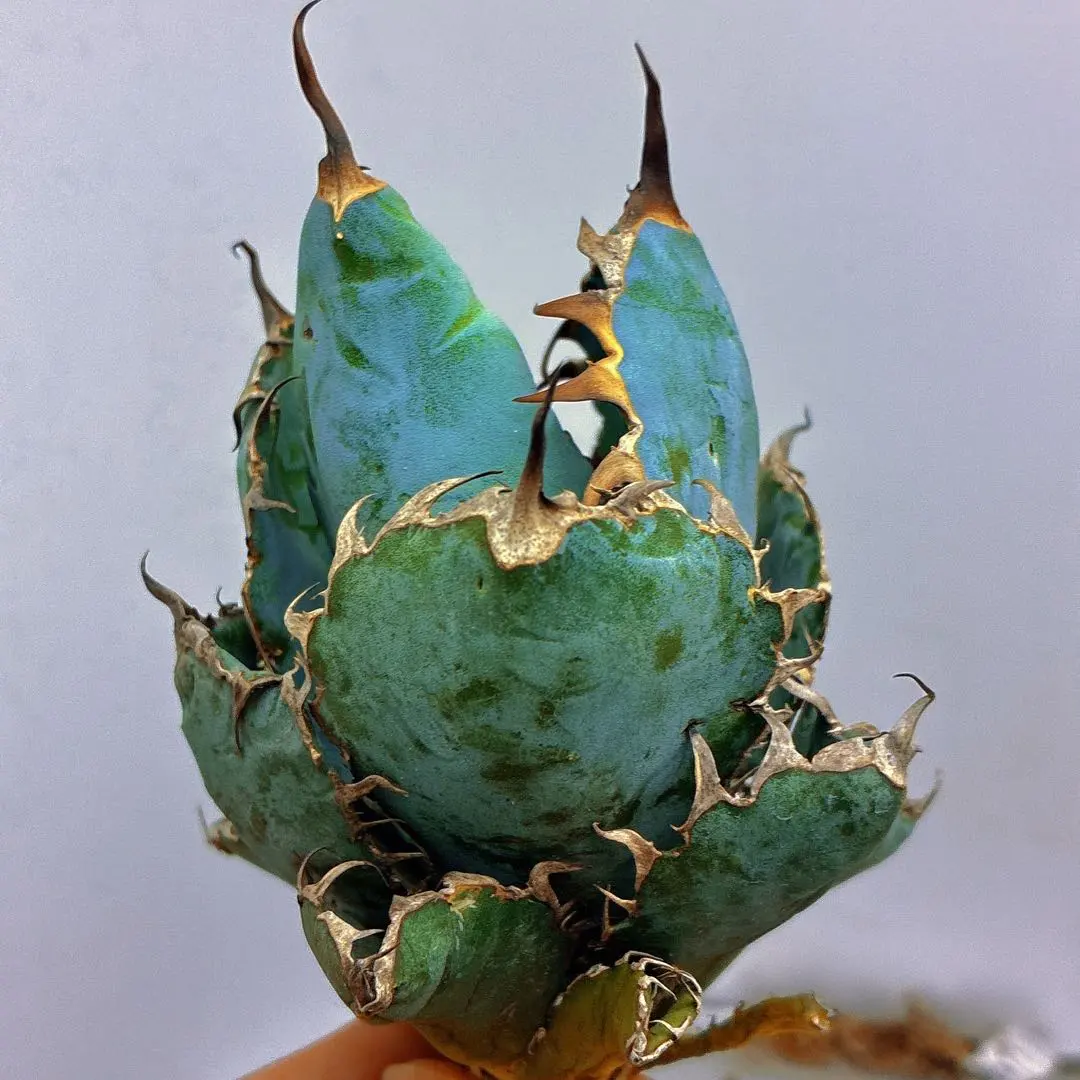 2026年最新】ブラックアンドブルー 大株の人気アイテム - メルカリ