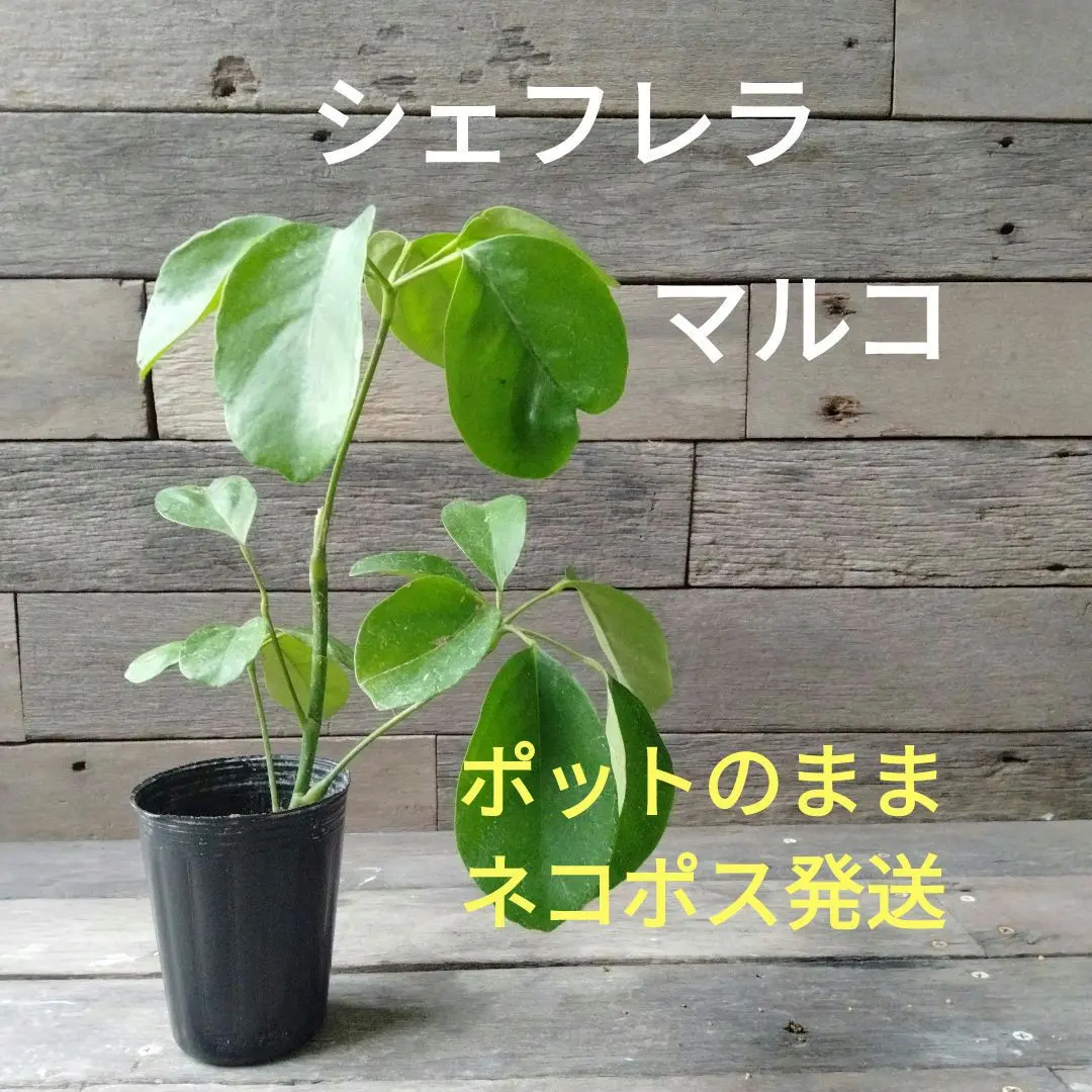 2026年最新】わきたてポットの人気アイテム - メルカリ