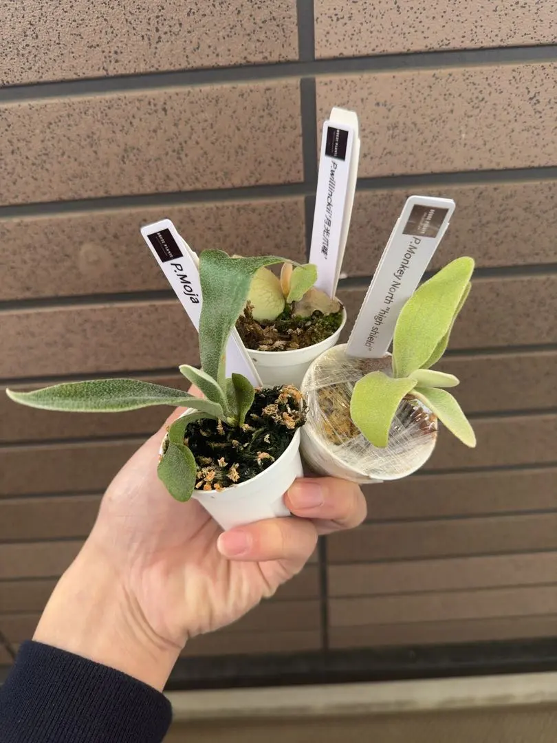 2026年最新】willinckii monkey northの人気アイテム - メルカリ