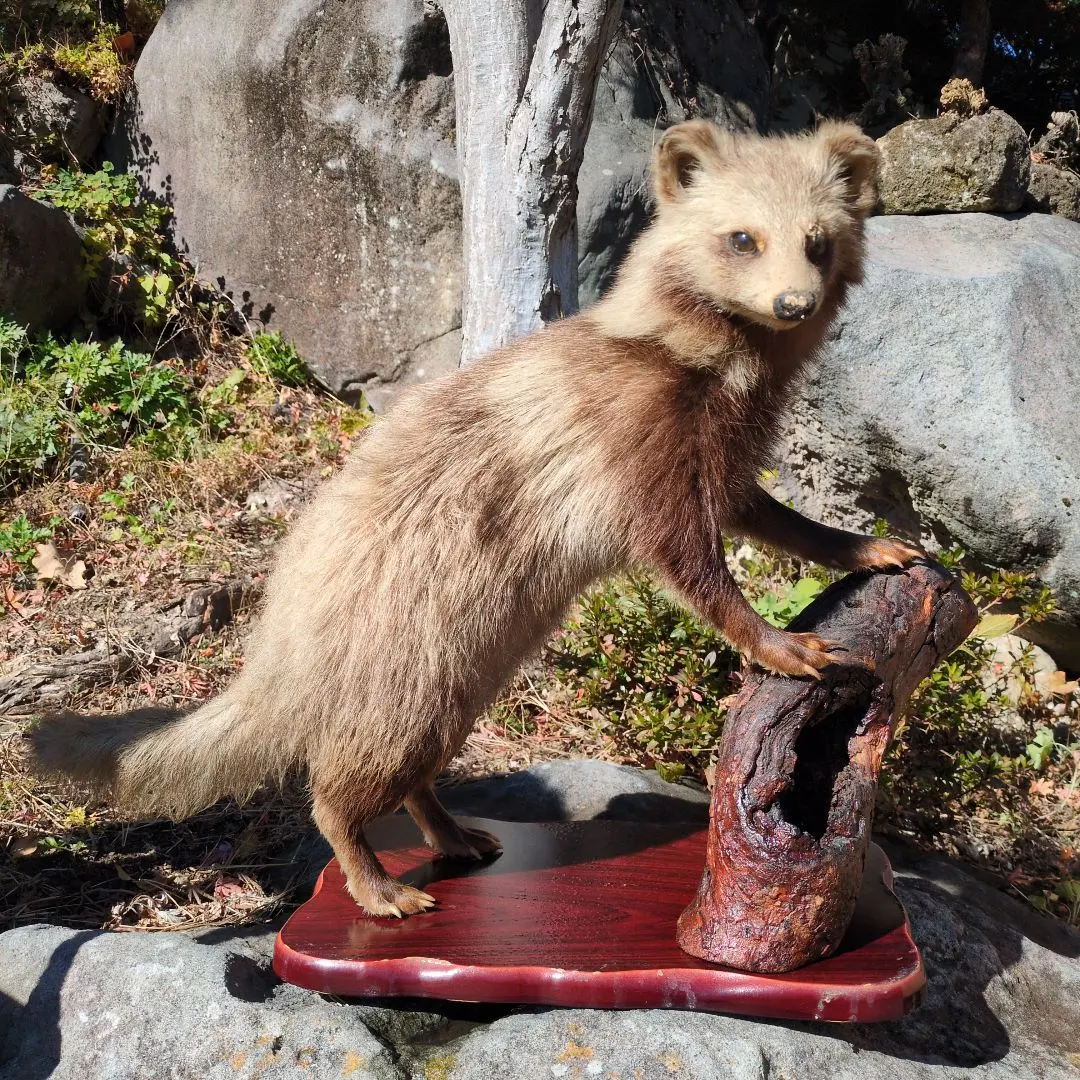 2026年最新】タヌキ 剥製の人気アイテム - メルカリ