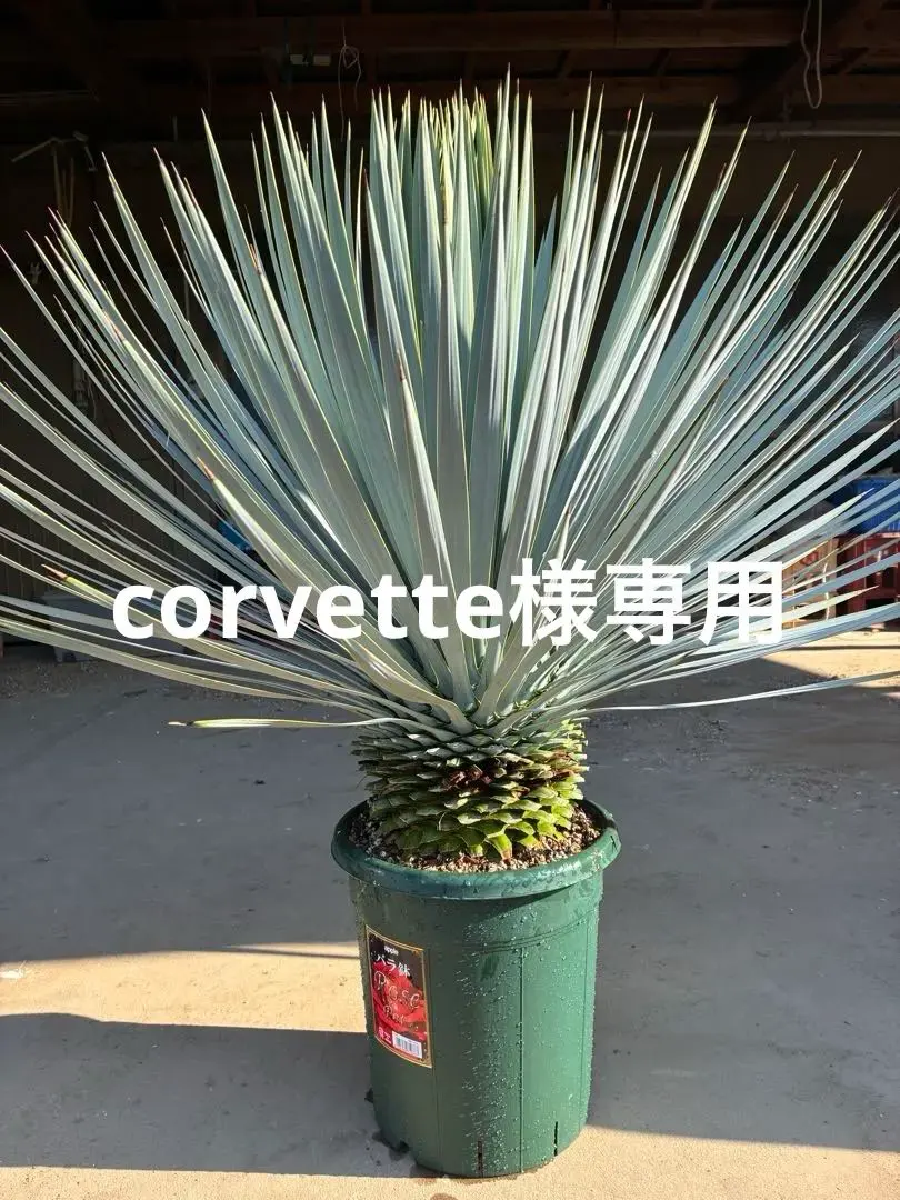 2026年最新】ユッカ マルデヌベスの人気アイテム - メルカリ